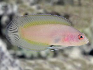 Ring Eyed Dottyback (Female)