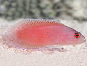 Ring Eyed Dottyback (Male)