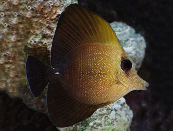 Scopas Tang