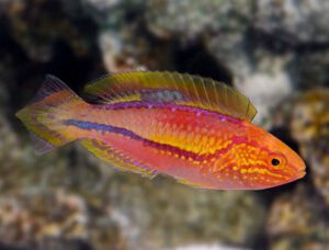 Splendid Pintail Fairy Wrasse