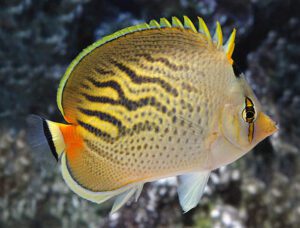 Sunset Butterflyfish