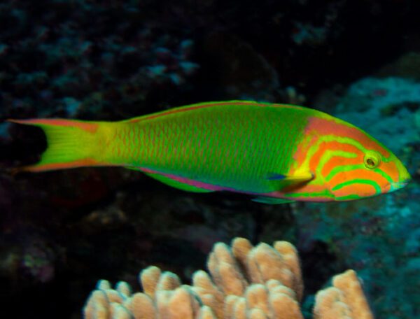 Sunset Wrasse