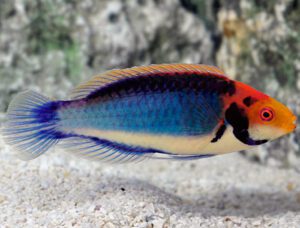 Tricolor Fairy Wrasse