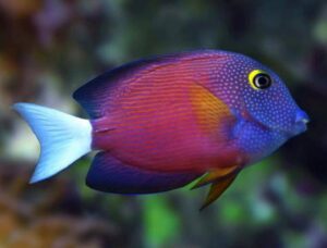 White Tail Bristletooth Tang