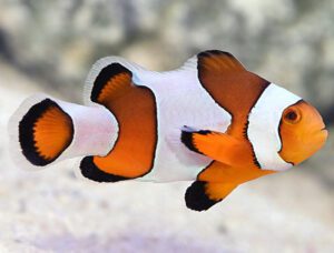 Wide Bar Clownfish