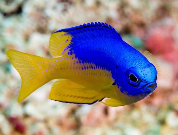 Yellow Belly Damselfish