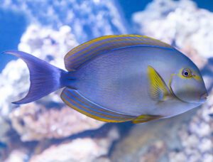 Yellowfin Tang