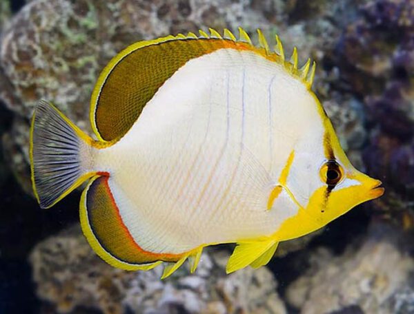 Yellowhead Butterflyfish