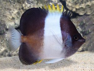 Zoster Butterflyfish