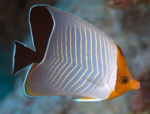 Orangeface Butterflyfish