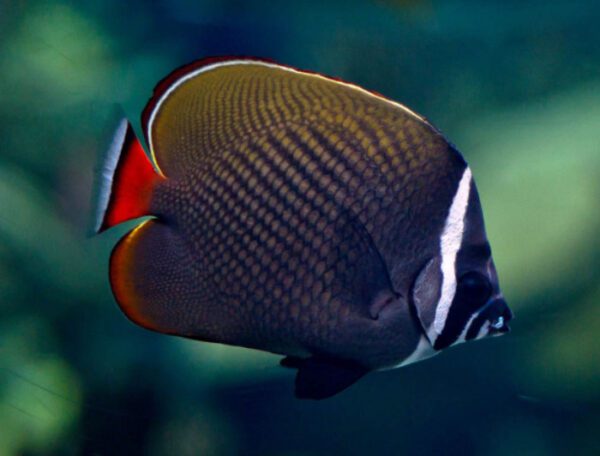 Red Tail Butterflyfish