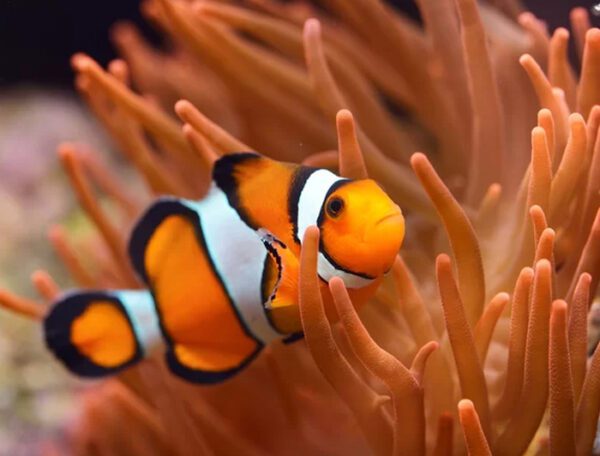 Percula Clownfish