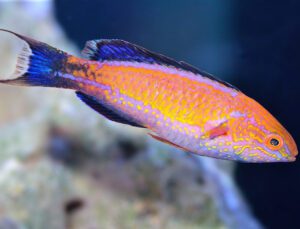 Crescent Tail Wrasse