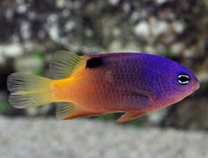 Tracy's Damselfish