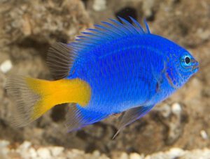 Yellowtail Damselfish