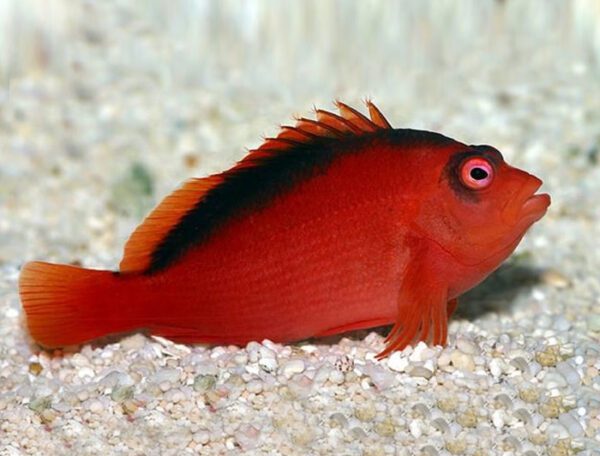 Flame Hawkfish