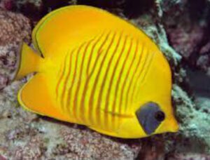 Golden Semilarvatus Butterflyfish