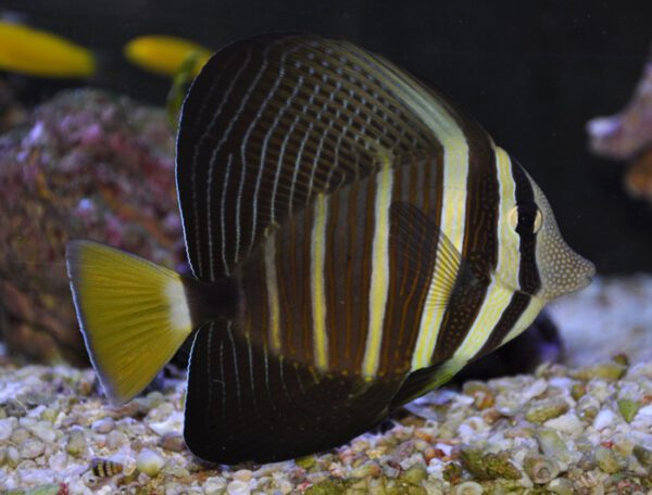 Sailfin Tang