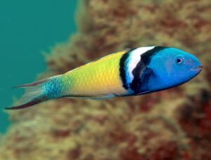 Blue Headed Wrasse