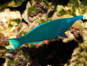 Green Bird Wrasse