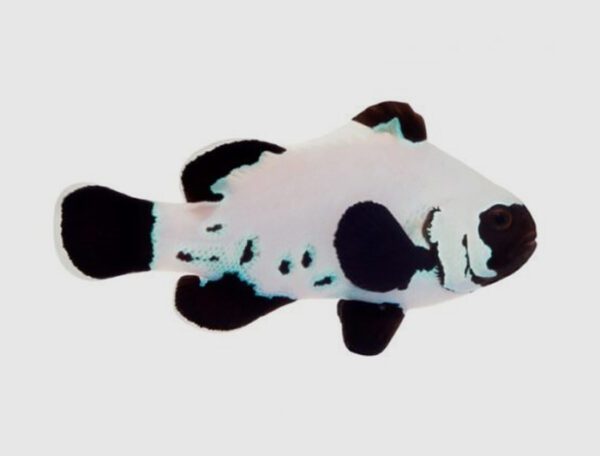 Black Frostbite Clownfish