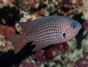 Blackfin Damsel