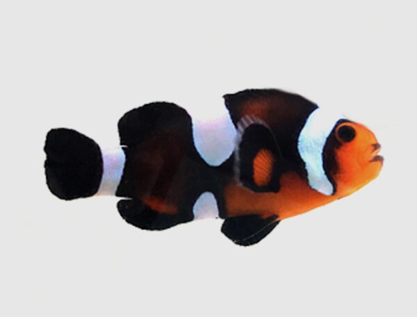 Chocolate Misbar Clownfish