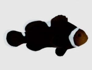 Extreme Misbar Black Ocellaris Clownfish