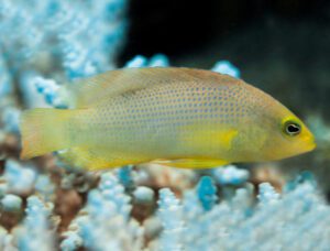 Green Dottyback