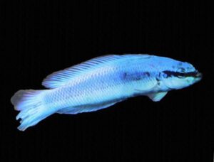 Indigo Dottyback