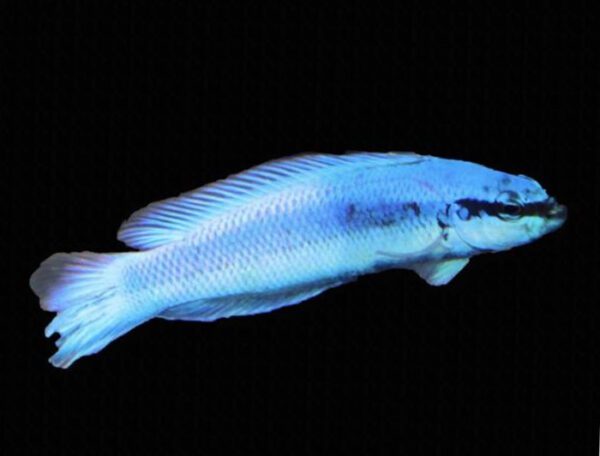 Indigo Dottyback