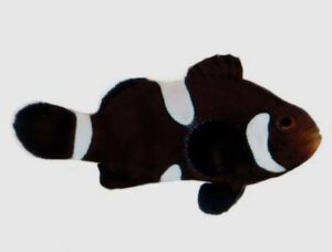 Misbar Black Ocellaris Clownfish