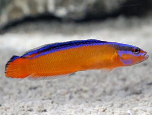 Neon Dottyback