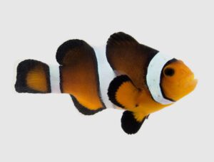 Sunset Mocha Clownfish