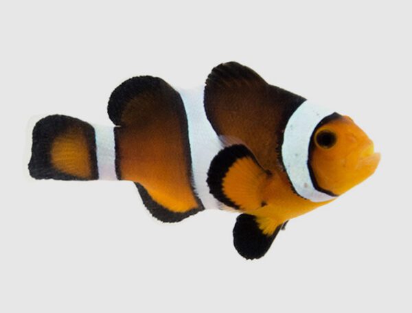 Sunset Mocha Clownfish