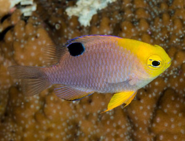 Eyespot Damselfish, Talbot's Damselfish