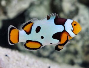 Picasso Ocellaris Clownfish