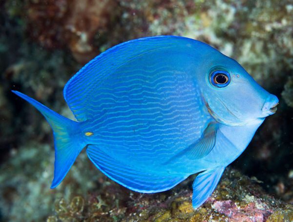 Atlantic Blue Tang