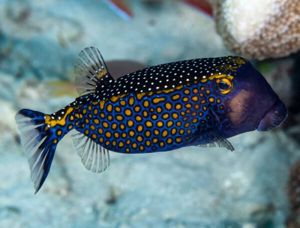 Black Boxfish Male