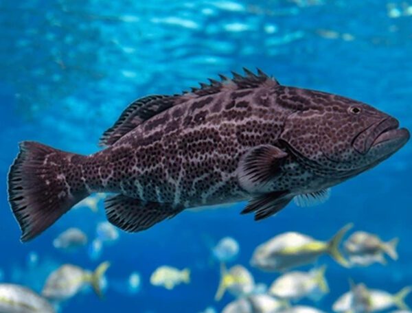 Black Grouper