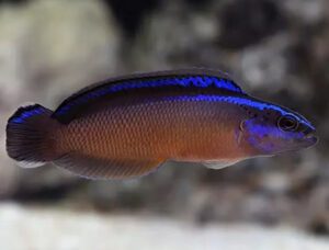 Black Neon Dottyback