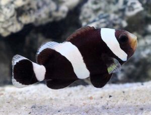 Black Saddleback Clownfish