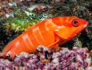 Black Tip Grouper