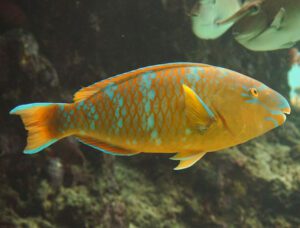 Blue Barred Parrotfish