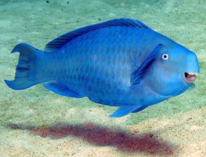 Blue Parrotfish