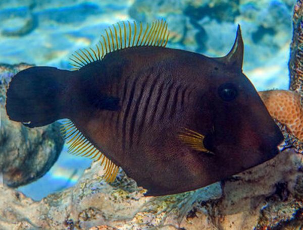 Broom Filefish