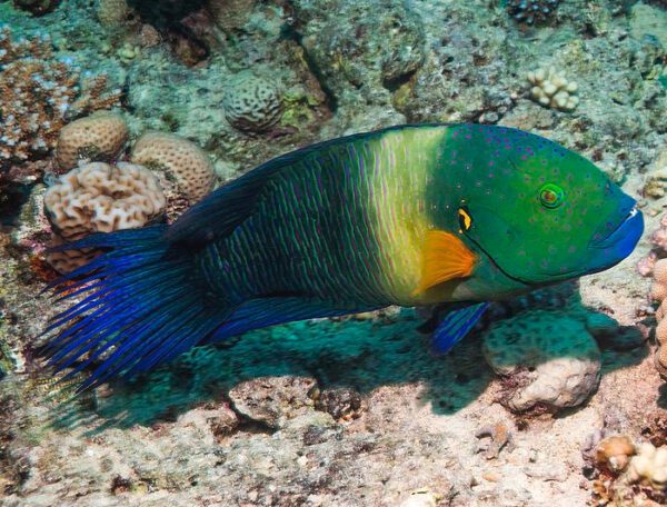 Broomtail Wrasse