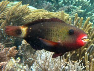 Bullethead Parrotfish Female