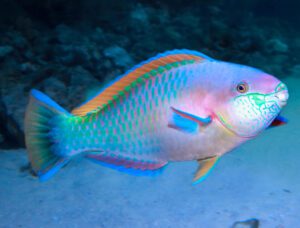 Daisy Parrotfish