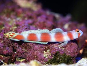 Flagtail Shrimp Goby